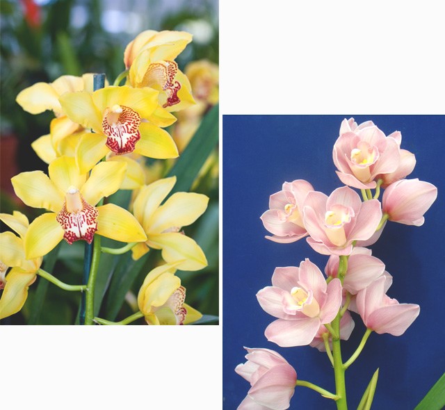Os segredos das orquídeas