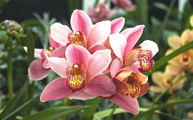 Os segredos das orquídeas